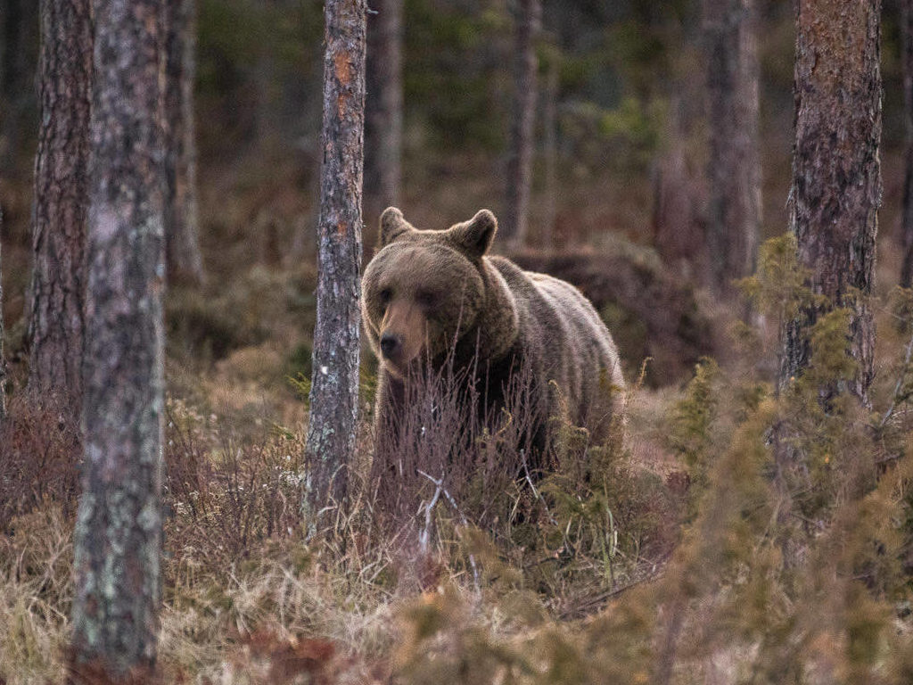 Björnskådning hos Wild Medelpad.