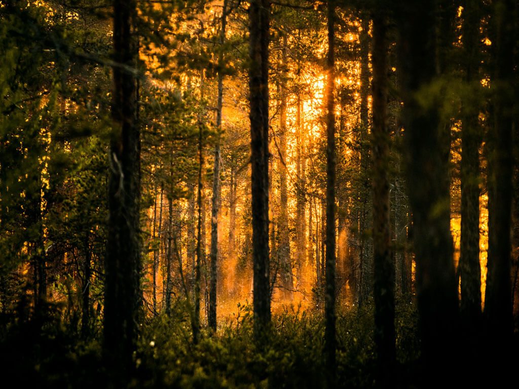 Skogen runt om Wild Medelpad gömslet.