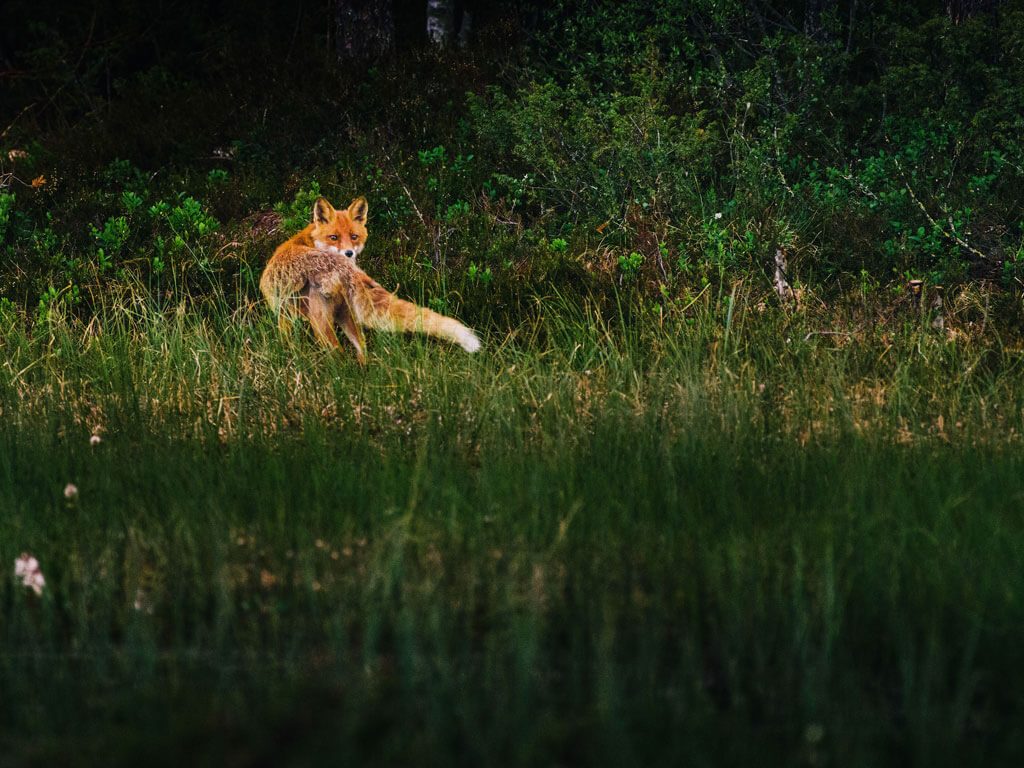 En räv smyger fram vid Wild Medelpad gömslet.