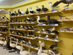 Bild på Pär Gelin konserverade fåglar som finns på Ånge Zoologiska Museum.