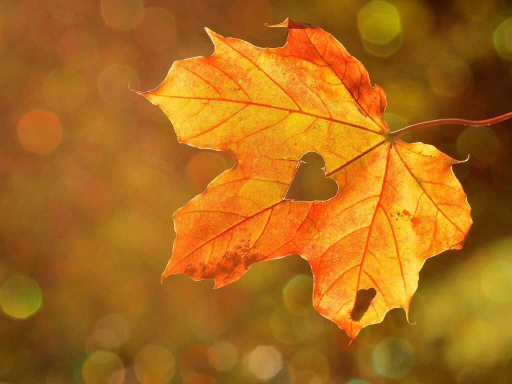 Höstmarknad på Alby skola lördag den 28 oktober.